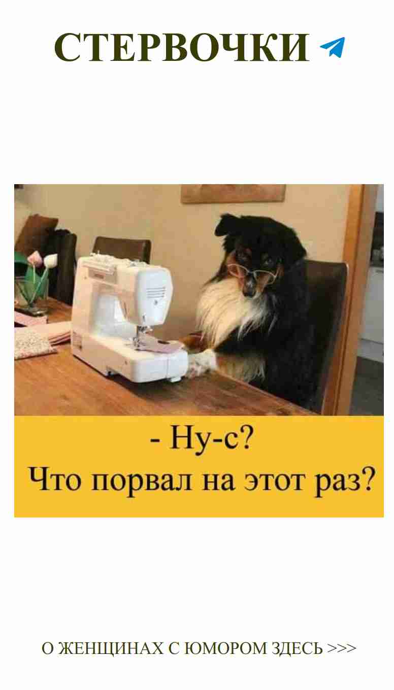Собака за швейной машинкой ждёт любви и юмора