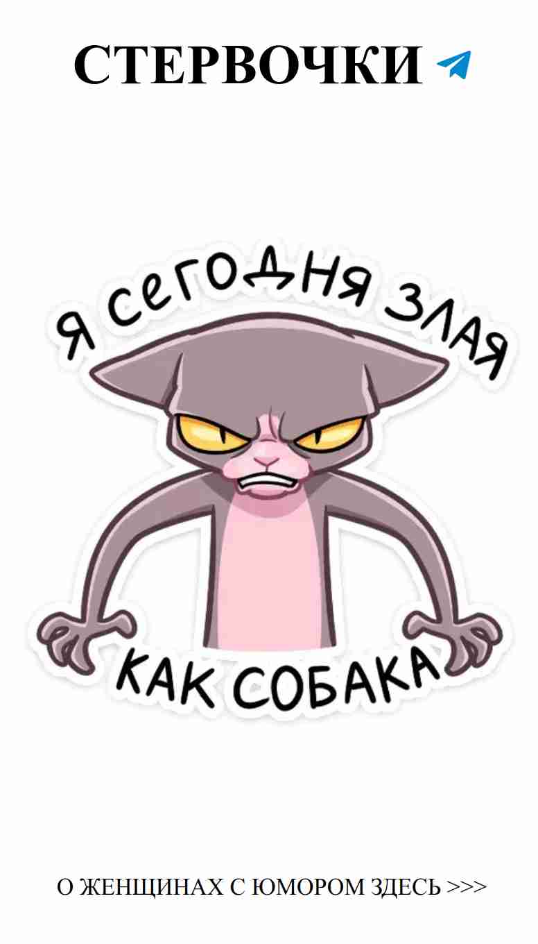 Когда коты проявляют любовь с помощью гнева