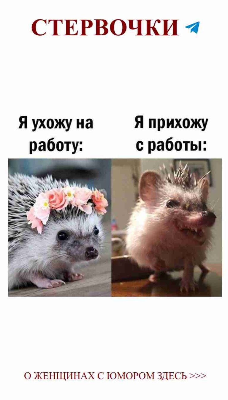 Единственные ежики, которые готовы на любовь и цветы