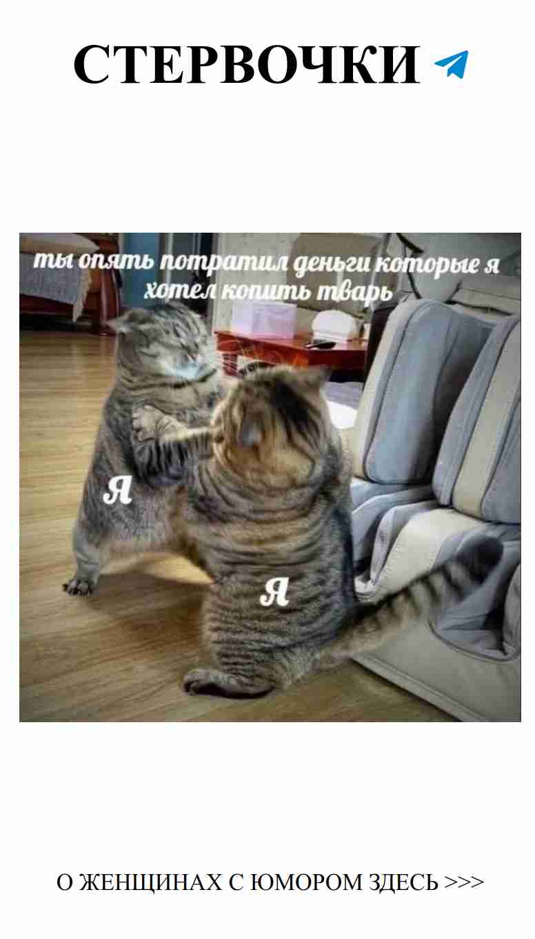 Кошки, которые играют: лучший способ поднять настроение