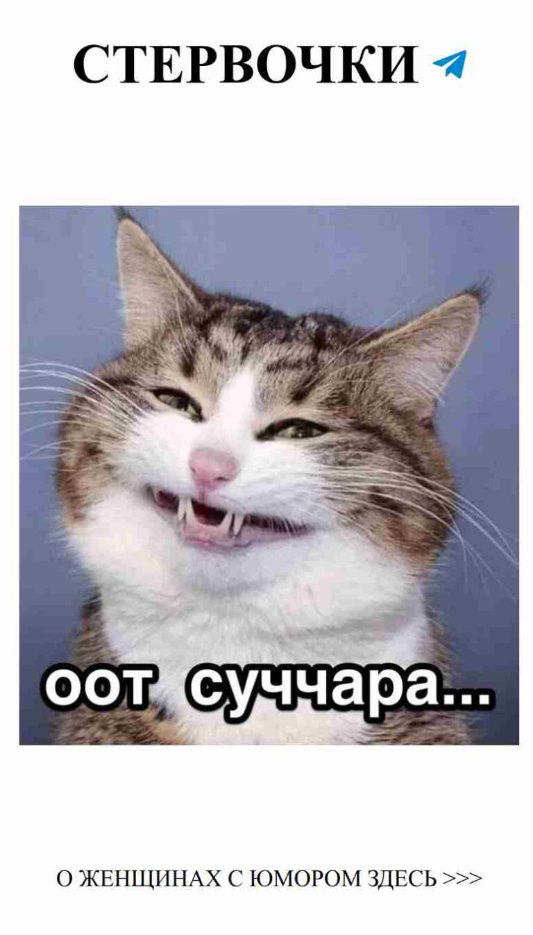 Когда кошка говорит, а ты не знаешь, как ответить