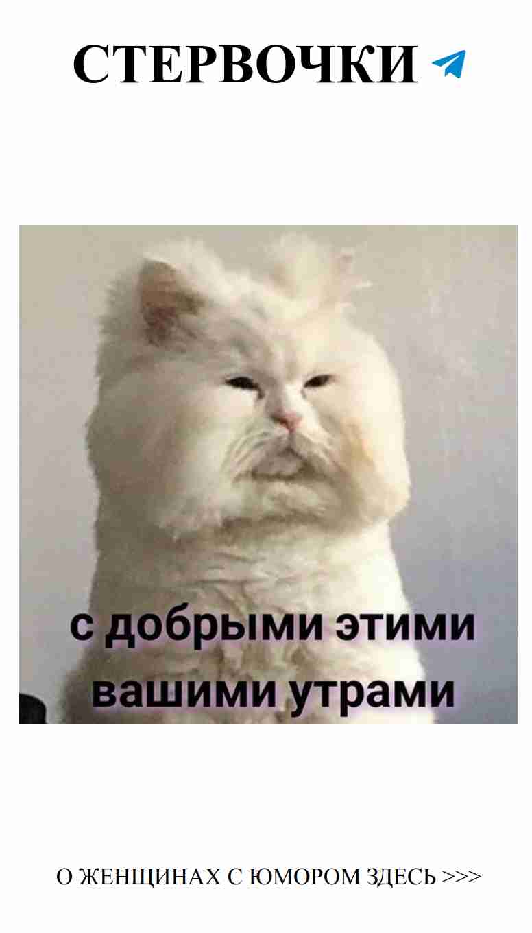 Белый котик на столе: любовь и мимими в каждом мгновении