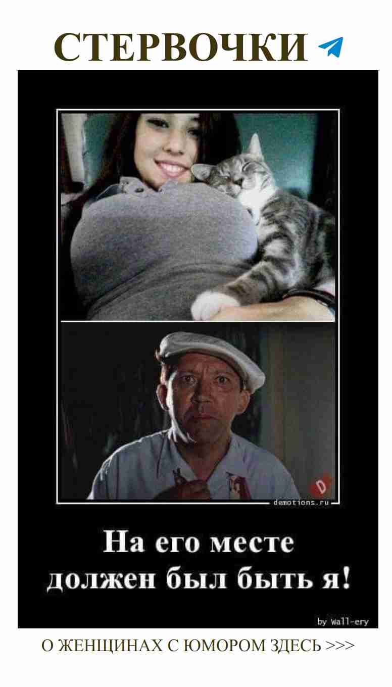 Любовь и юмор: кот, который соединяет сердца