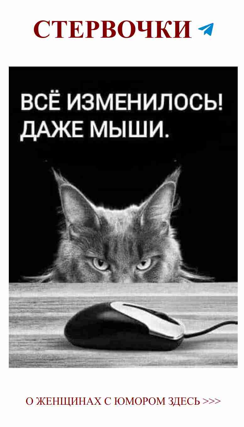 Когда кот всё-таки встречается с любовью к мышке