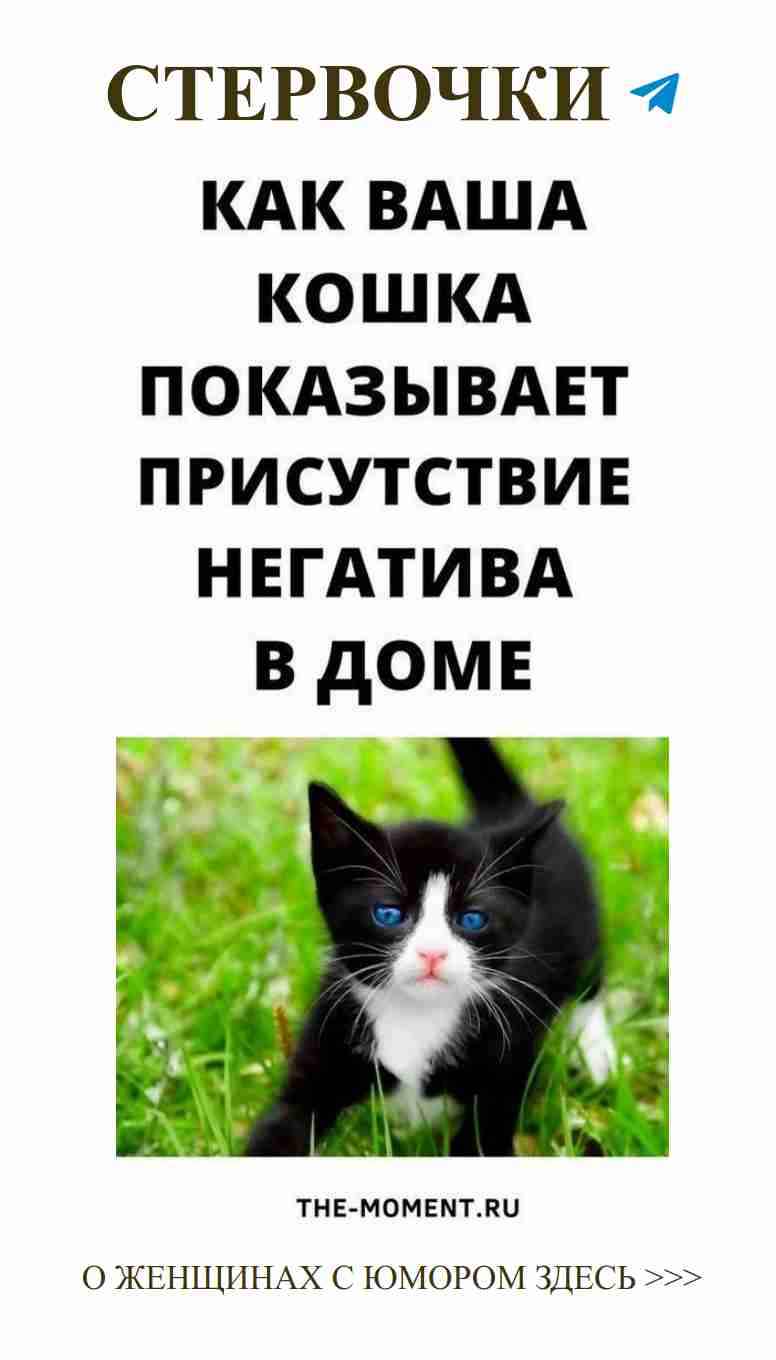 Когда черно-белая кошка смотрит на любовь в траве