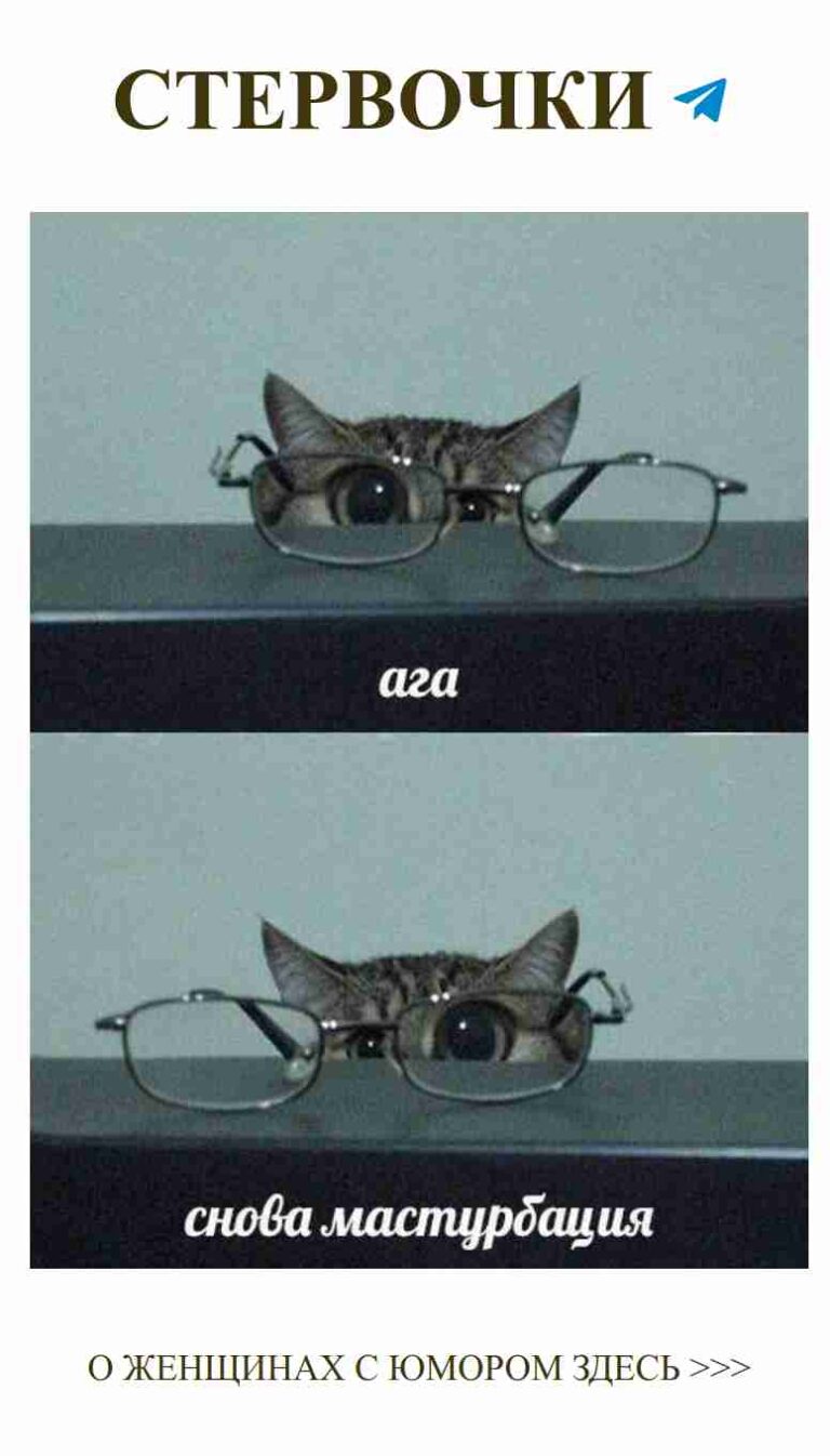 Кошачьи очки и любовь: смех сквозь слёзы
