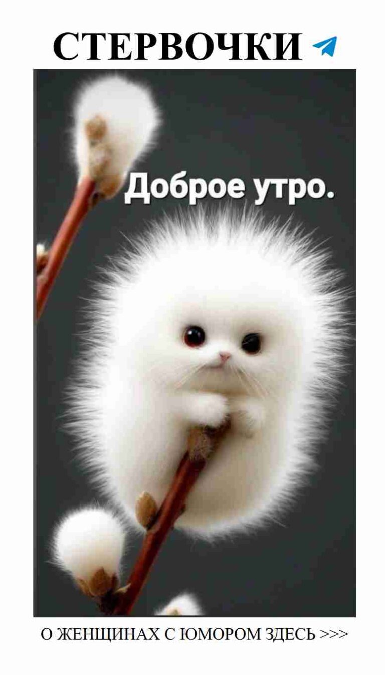 Котик на ветке и хлопковые мечты о любви