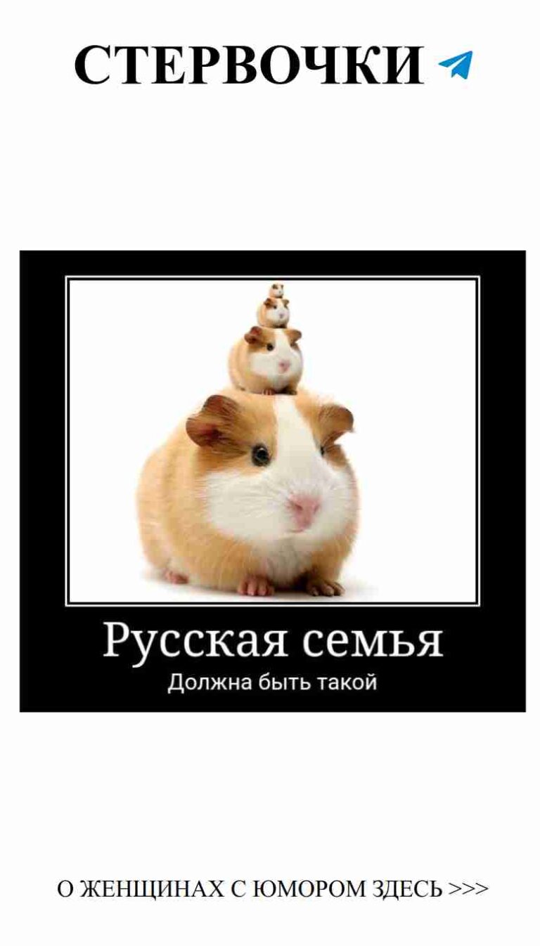 Когда ваши хомяки решили стать популярными в Твиттере