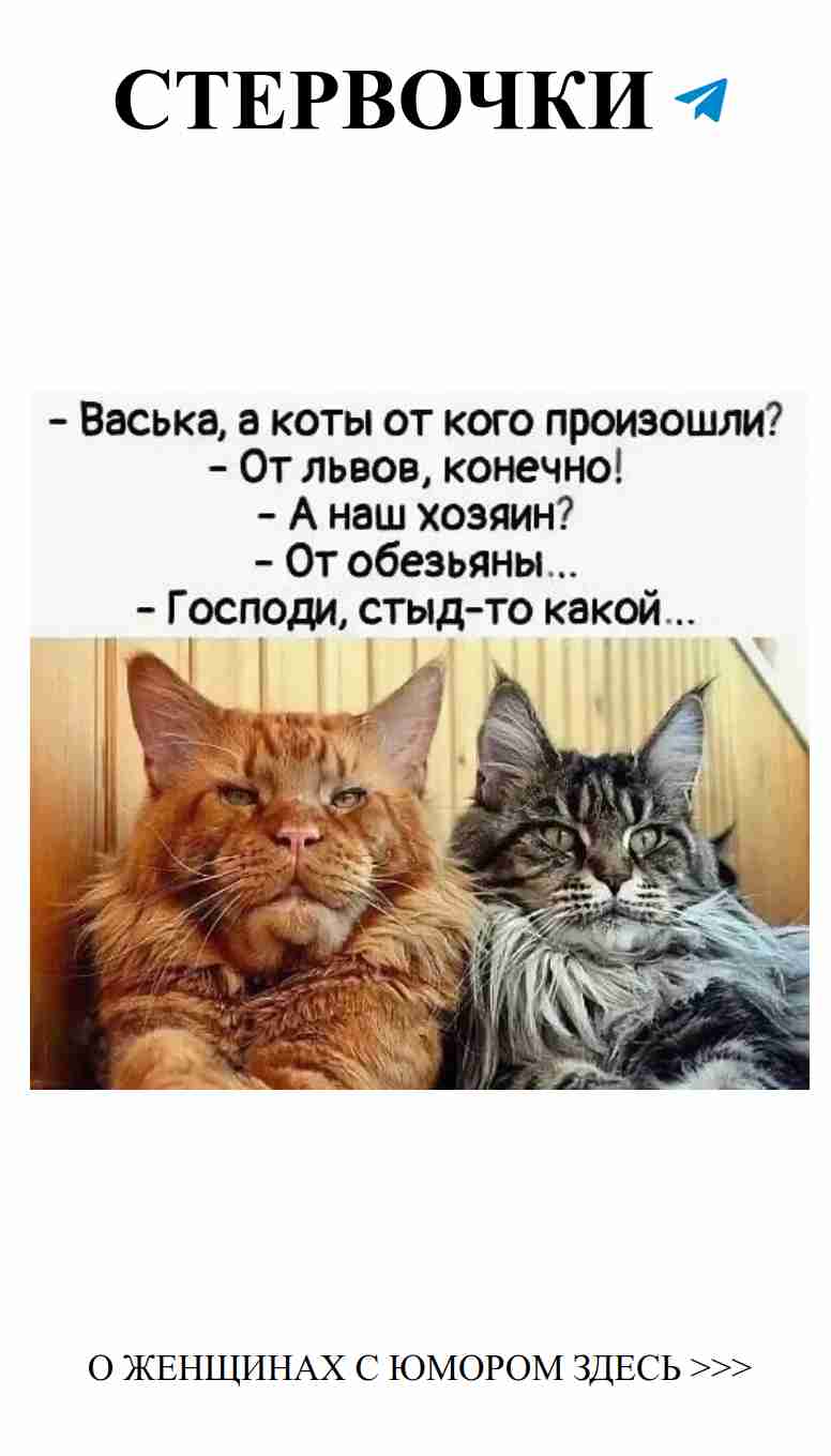 Коты на проводе любви и смеха без границ