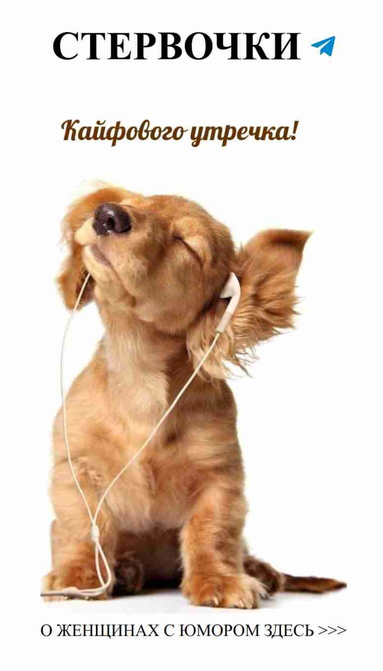 Собачка с наушниками на позитиве и любви