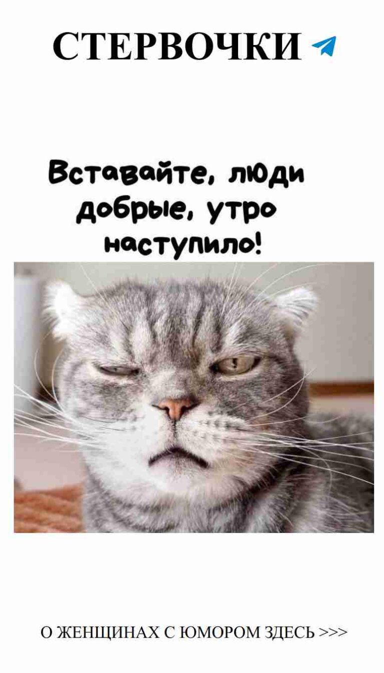 Когда кот злит, но всё равно любит: утро с юмором и мемами