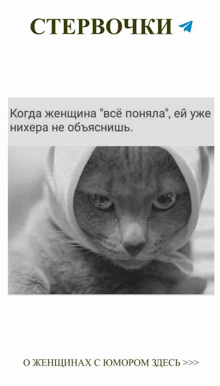 Кот в худи: нежность и смех для любви