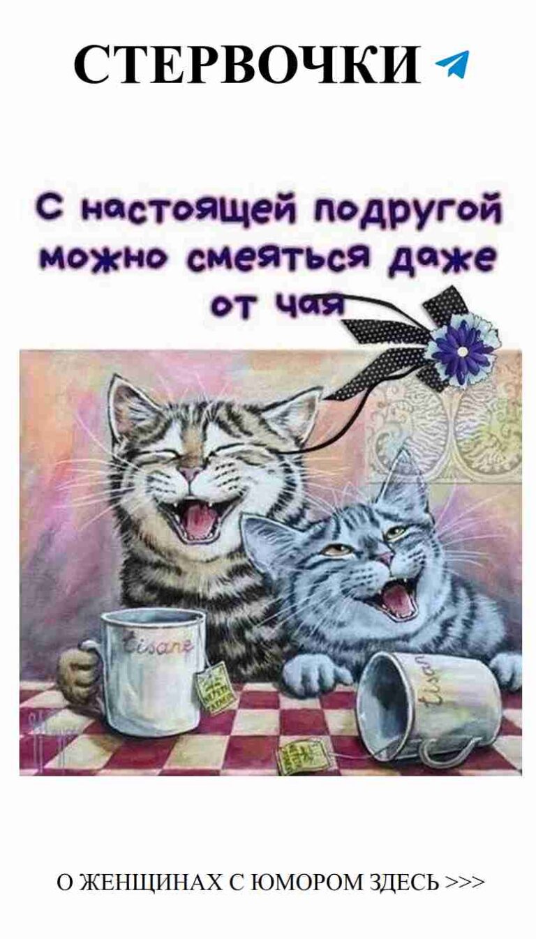 Котики за утренним кофе: улыбки и нежность