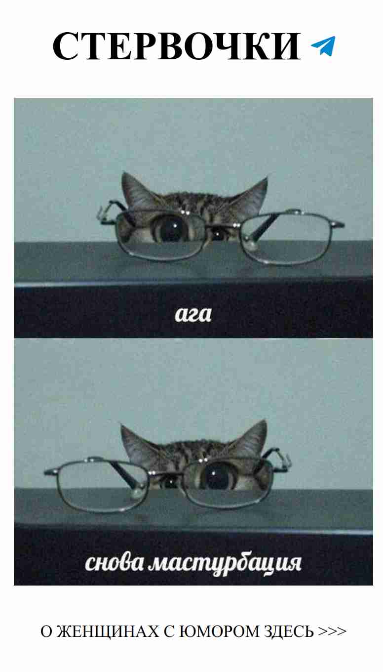 Коты в очках: смешные мемы о любви и дружбе