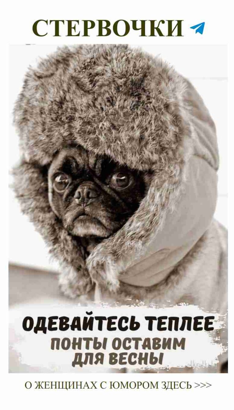 Когда твой любимый питомец готов к зиме с юмором и стилем