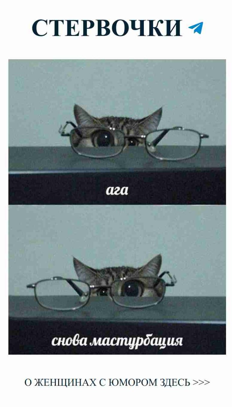 Милые кошки в очках, которые поднимут тебе настроение