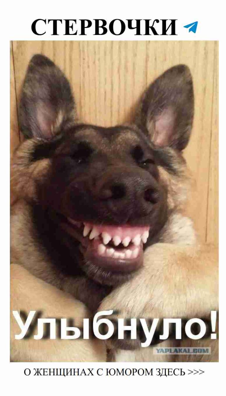 Утро доброе с собачками, которые дарят только радость