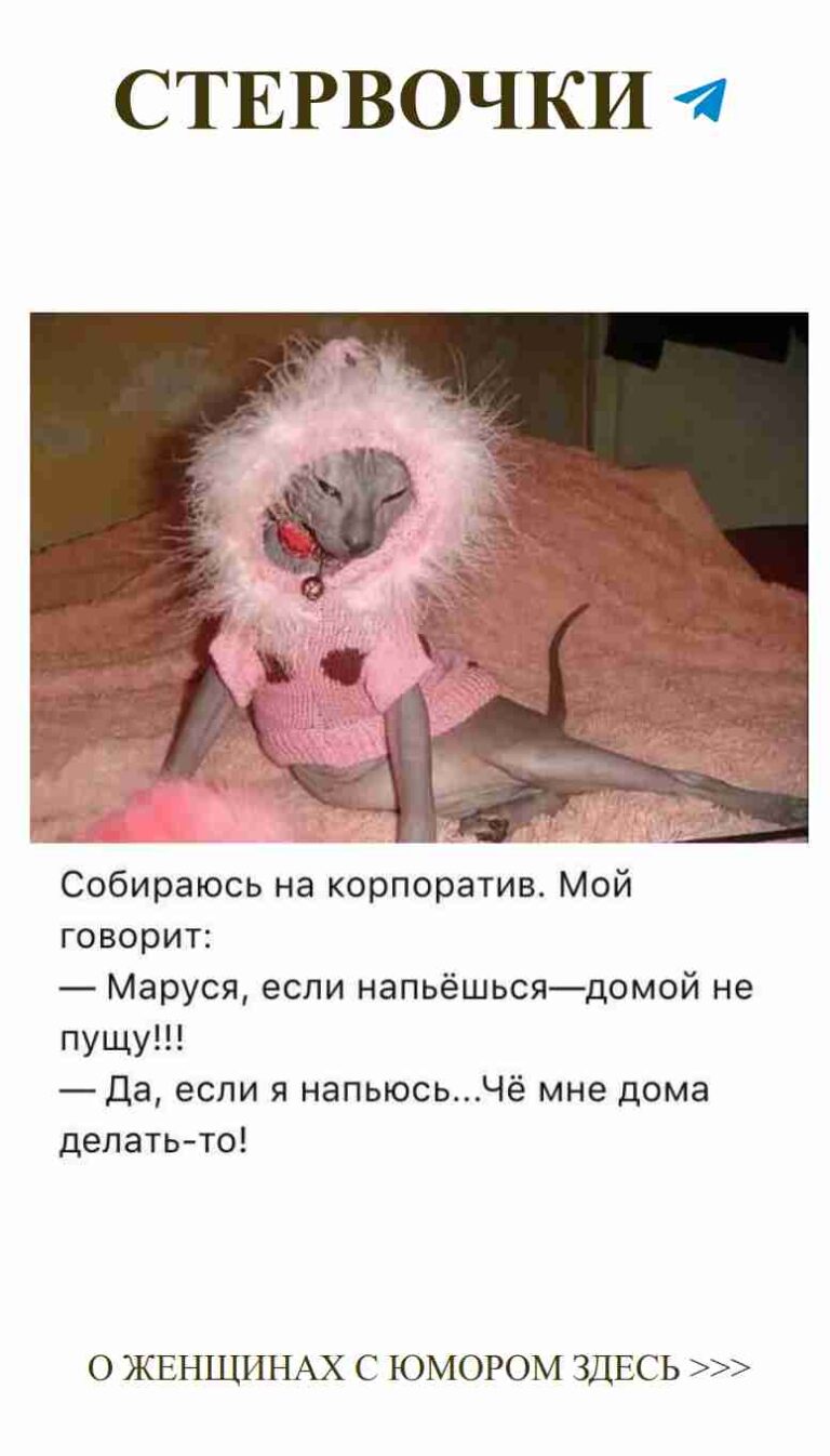 Коты в свитерах: смешные моменты любви и стиля