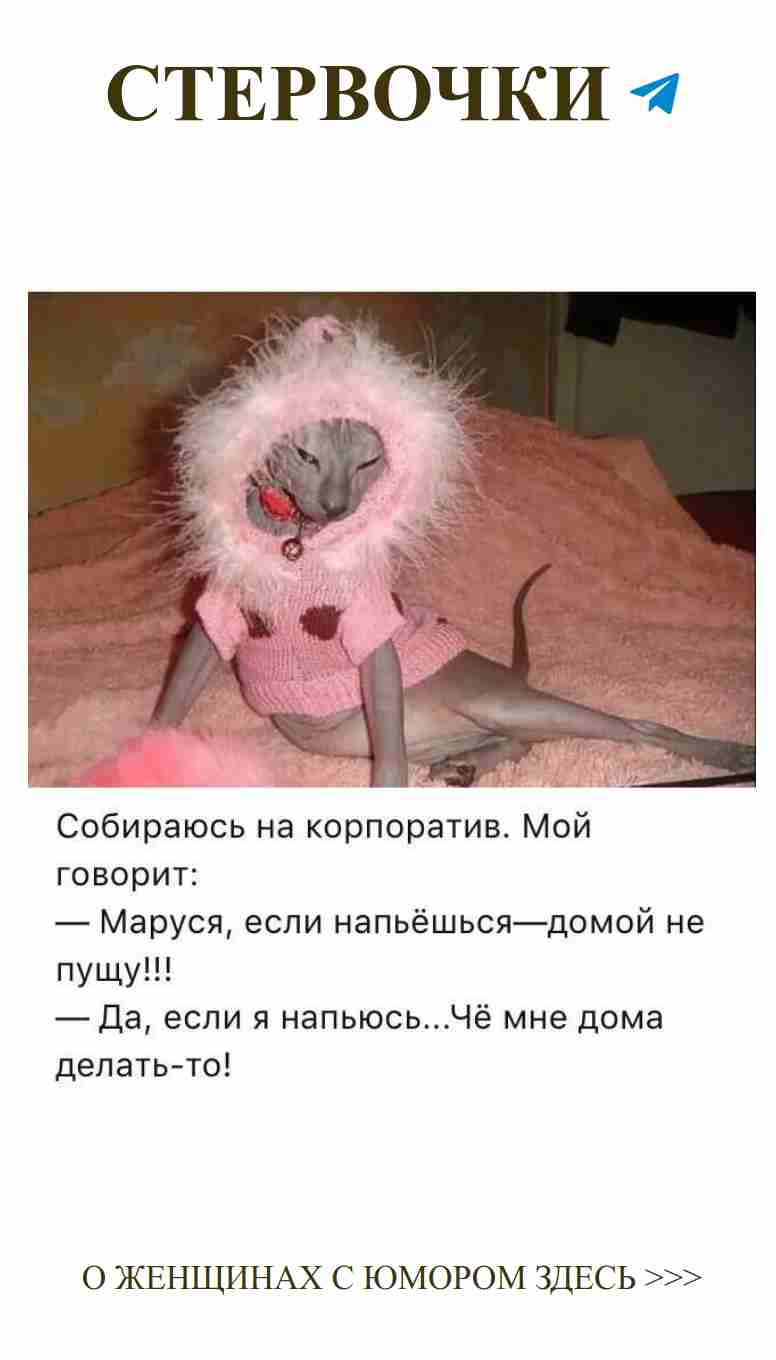 Коты в свитерах: смешные моменты любви и стиля